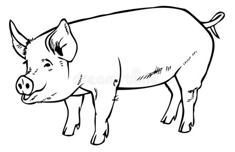 Pig Drawing Hand Stock Vector - Image: 60066713