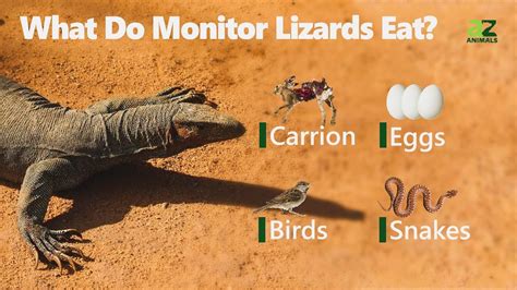 What Do Monitor Lizards Eat? 11 Foods in their Diet - IMP WORLD