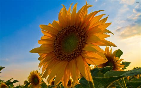 Big Sunflower Wallpapers - 4k, HD Big Sunflower Backgrounds on WallpaperBat