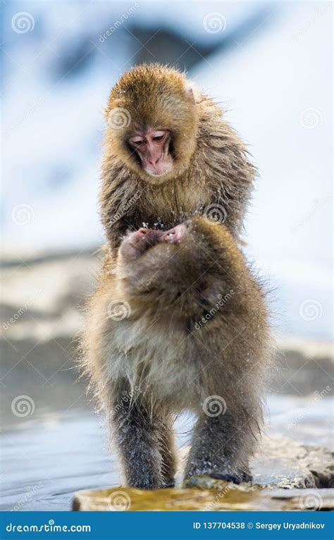 Mating Japanese Macaques.the Japanese Macaque Scientific Name: Macaca Fuscata, Also Stock Photo ...