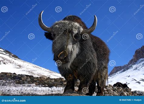 Yak in winter himalayas stock photo. Image of hair, himalaya - 8607682