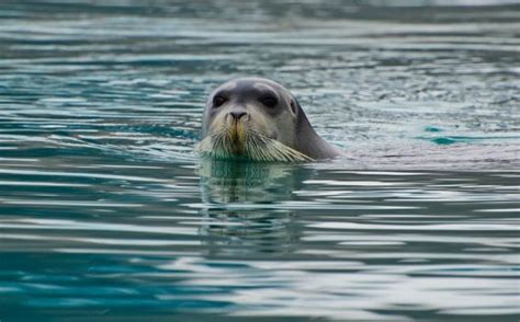 Bearded Seal Vocalizations | Ocean Conservation Research