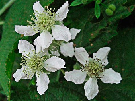 Flora de Malpica de Tajo, la zarza cana (Rubus caesius)