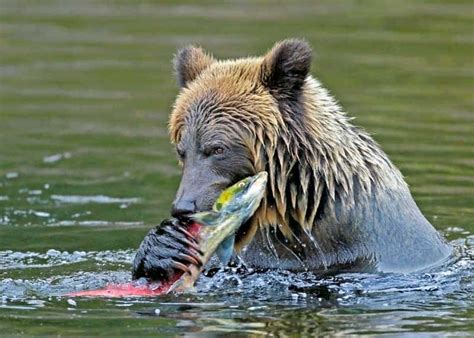 What Do Bears Eat? Diet of All 8 Species (Omnivore Foods) | Storyteller Travel