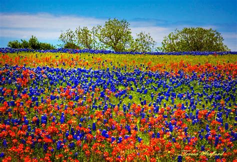 Field of Bluebonnets Indian Paintbrush by TerisFineArtGallery