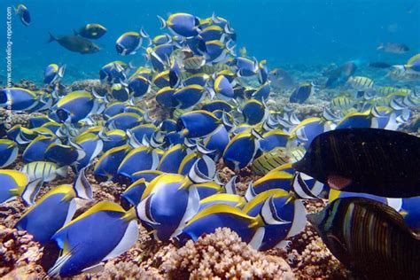 Snorkeling Seychelles | A Guide to the Best Spots | Snorkeling Report