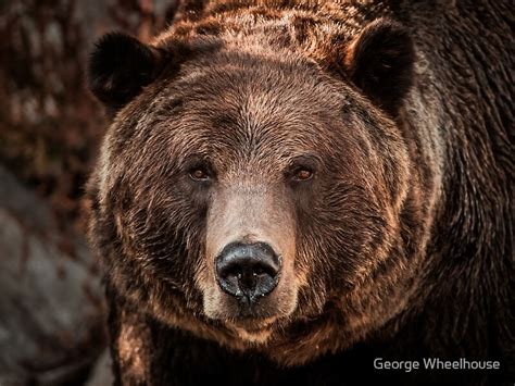 "Grizzly Bear Close-Up" by George Wheelhouse | Redbubble