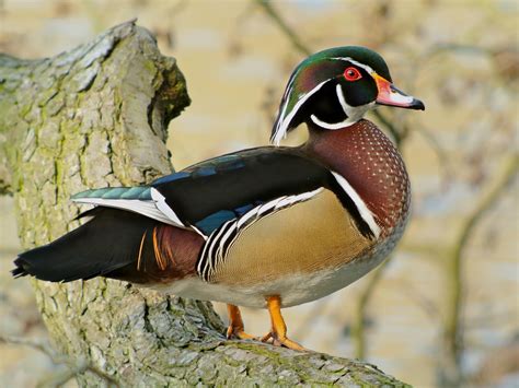 Carolina Wood Ducks?????