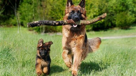 A Complete German Shepherd Puppy Training Tips (2024)