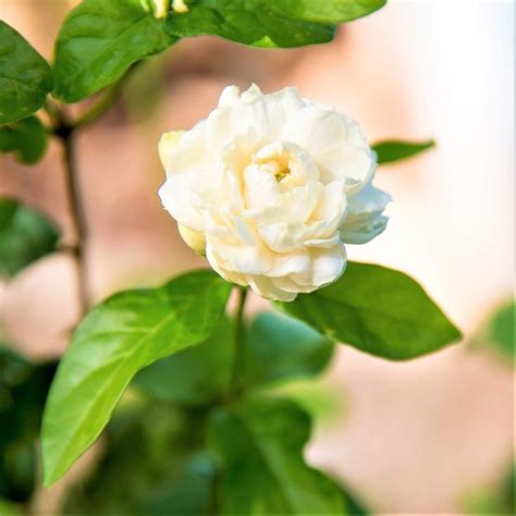 Philippine Jasmine | Fragrant Jasmine Sambac – Easy To Grow Bulbs | Jasmine plant, Easy to grow ...