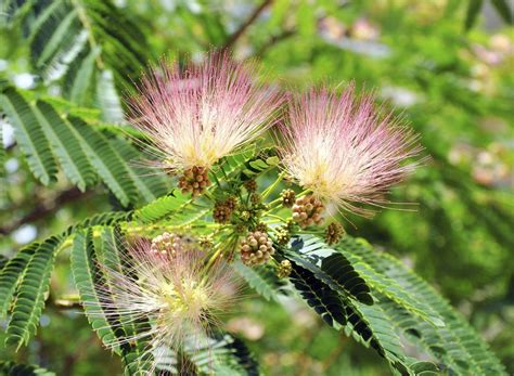 Mimosa Tree Management - Tips For The Control Of Mimosa Trees ...