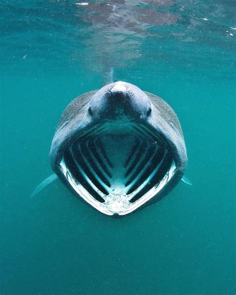 Big mouth. Photo by @alexmustard1 Basking shark filtering zooplankton ...