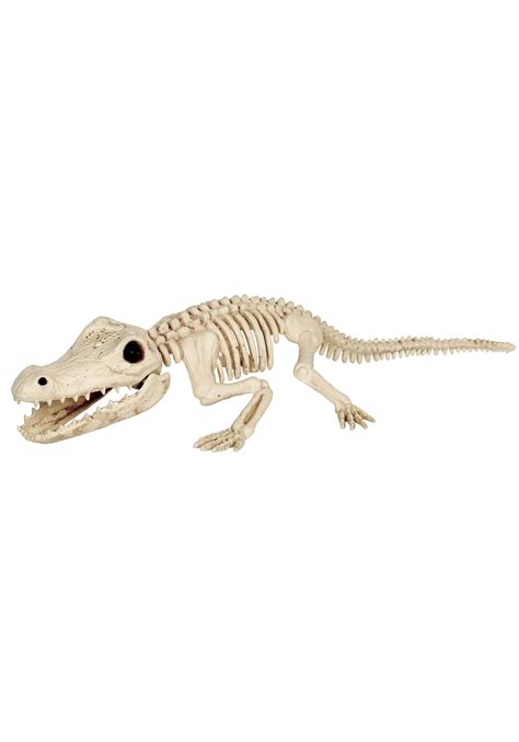 31-Inch Crocodile Skeleton Decoration | Skeleton Animal Decoations