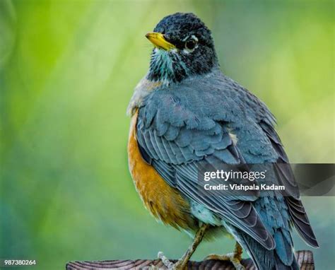 315 American Robin Nest Stock Photos, High-Res Pictures, and Images - Getty Images