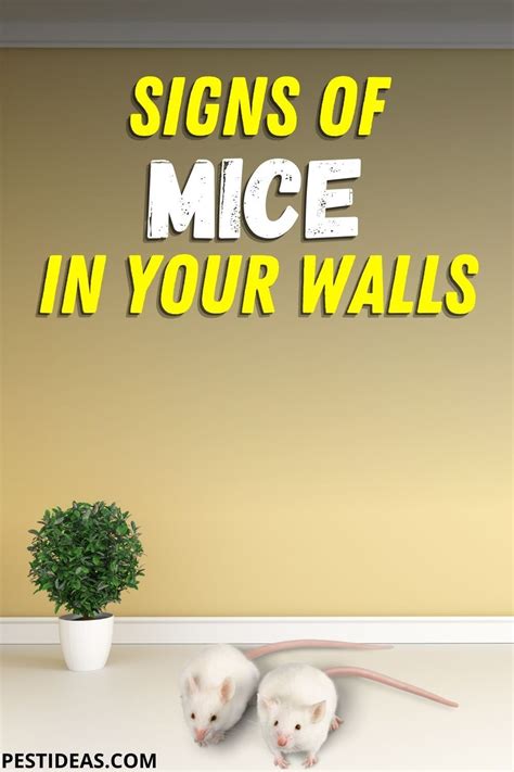 Signs of Mice in Your Walls | Getting rid of mice, Diy pest control, Natural pest control