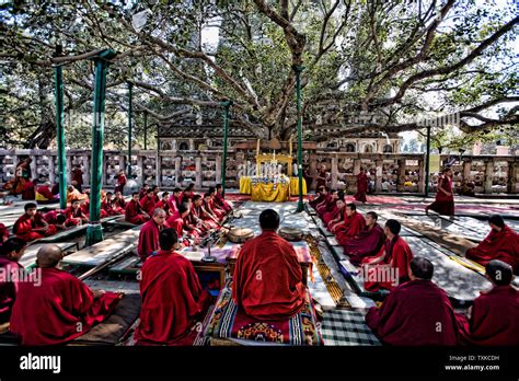 Buddha under bodhi tree hi-res stock photography and images - Alamy