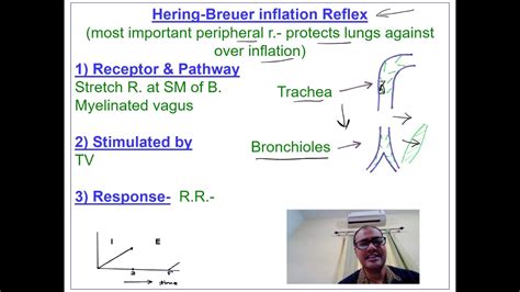 Hering-Breuer Reflex - YouTube