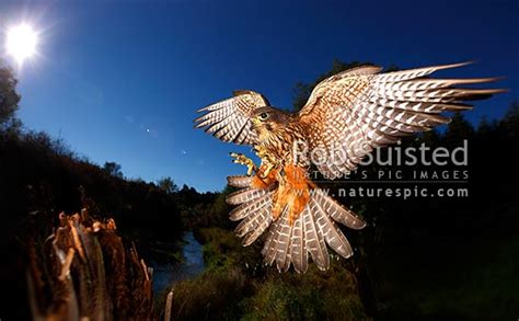 New Zealand Falcon (Falco novaeseelandiae; Falconidae) flying and ...