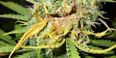 Marijuana Diseases - Symptoms & Treatments (Pictures Inside)