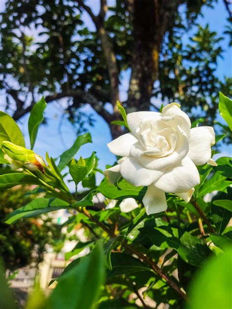 6 Reasons Why Your Gardenia Isn't Blooming