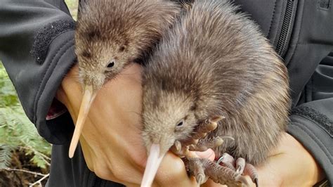 Kiwi chicks born in wild in New Zealand’s capital Wellington for first time in 150 years | ITV News