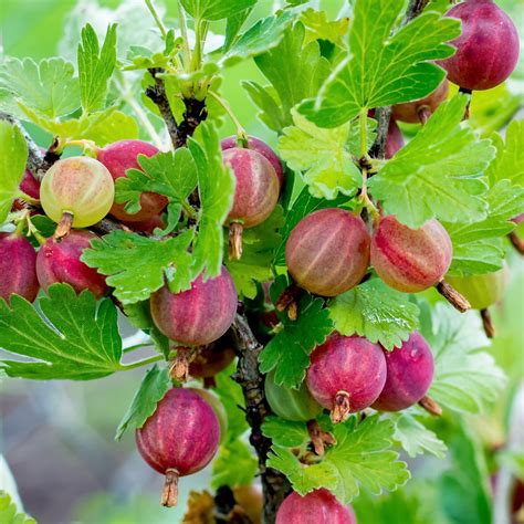 Hardy & Fruitful Gooseberry Bare Root Plants for Sale | Pixwell – Easy To Grow Bulbs