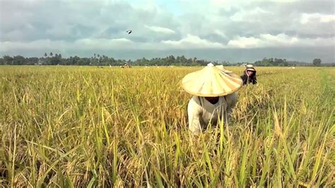 rice farming process