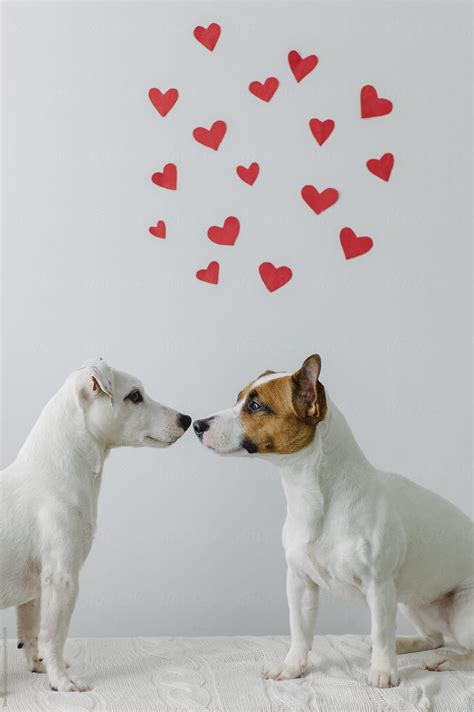 "Two Cute Dogs In Love" by Stocksy Contributor "Duet Postscriptum" - Stocksy