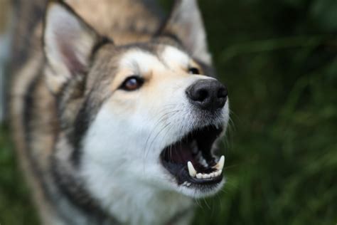 Force Free Methods for Reducing Unwanted or Nuisance Barking in Dogs | vet-n-pet Help