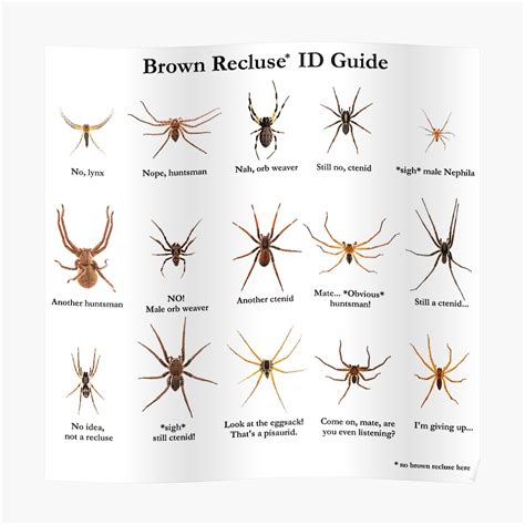 Spider Identification Brown Recluse Recluse Spider | Images and Photos ...