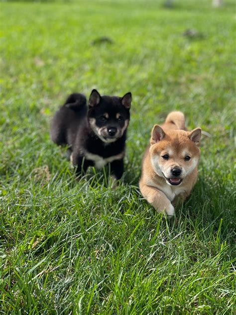 Mini Shiba Inu Dogs | Small & Spirited Pets