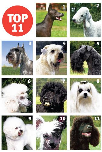 Best Breeds for Allergy Sufferers | Modern Dog magazine