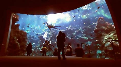 california academy of sciences aquarium - YouTube