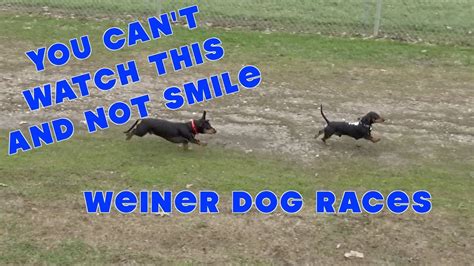 Weiner Dog Races | Hermann Wurstfest | funny | dachshund races - YouTube