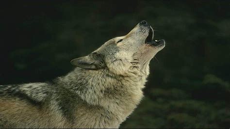 HD Wolf Wallpapers 1080p - WallpaperSafari