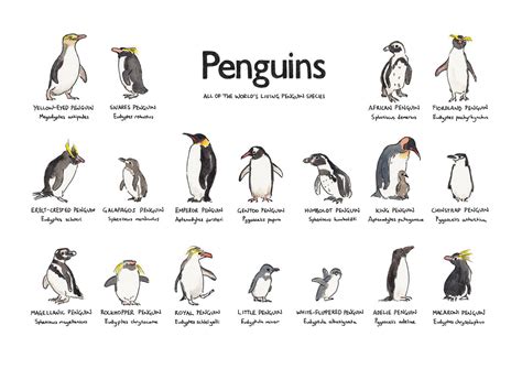 Penguin Illustration- A4 Poster Illustration Art Print, Every Penguin Species, Giclee Print ...