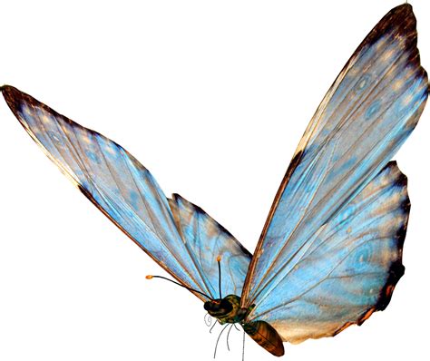 Imágenes de mariposas en png - Imagui