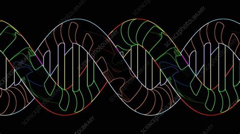 DNA molecule, animation - Stock Video Clip - K008/8247 - Science Photo ...