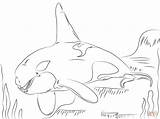 Killer Whale Coloring Page sketch template