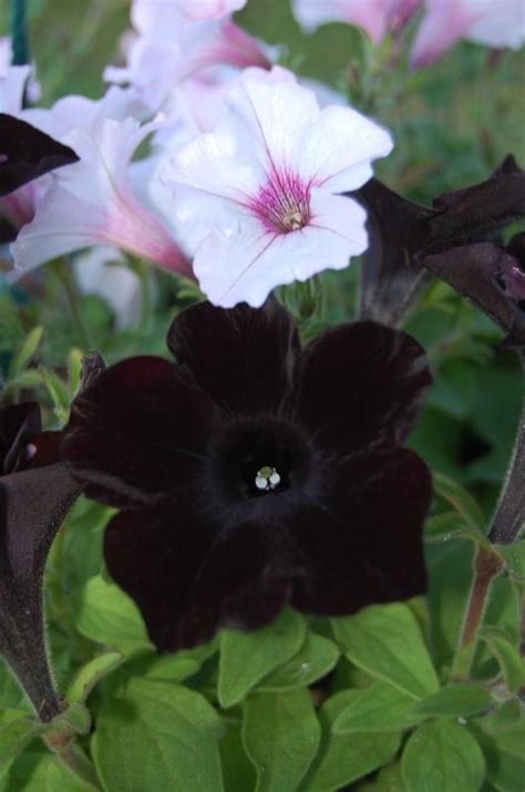 Petunias: Plant Care and Collection of Varieties - Garden.org