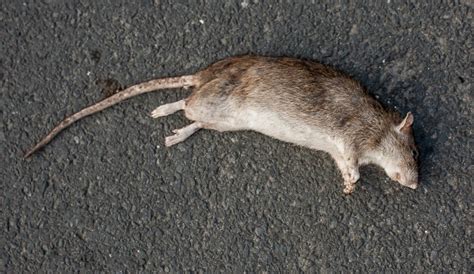 How to Get Rid of Dead Rat Smell | Green Rat Control