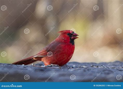 Male Northern Cardinal stock photo. Image of songbirds - 35286202