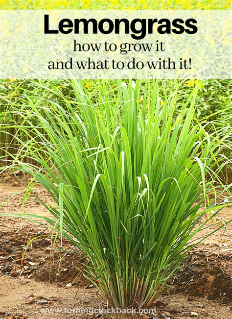 Lemongrass: How to grow it and what to do with it! | Lemongrass plant, Lemon grass, Grow lemongrass