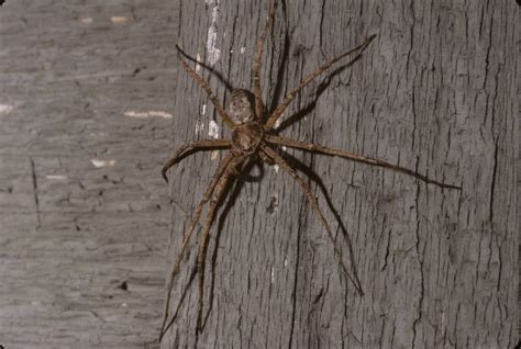 running crab spiders (Family Philodromidae) | spidersrule