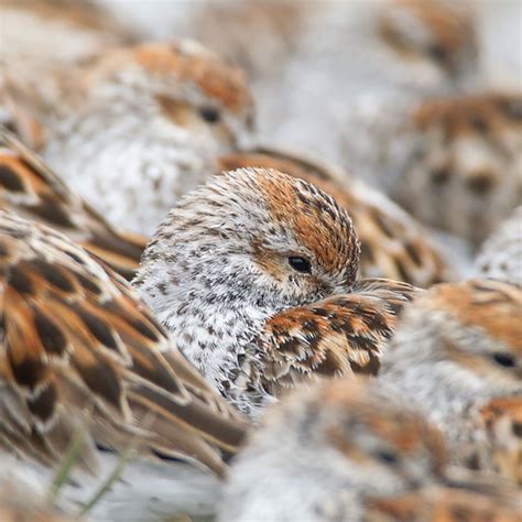 Meet the Birds – Pacific Flyway Shorebirds