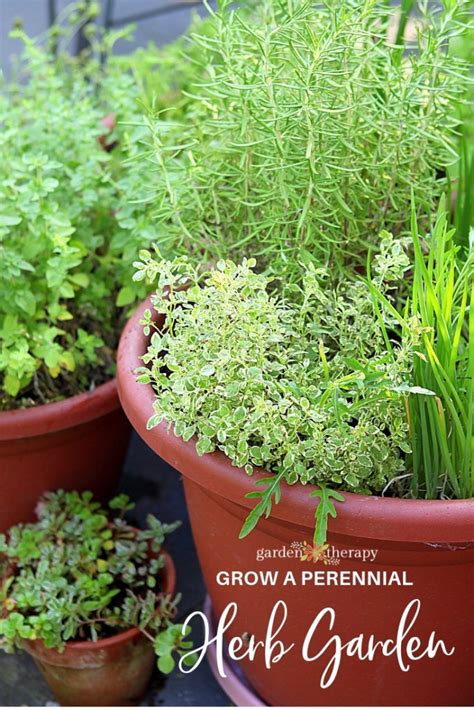 Grow Your Own Perennial Herb Container Garden - Garden Therapy