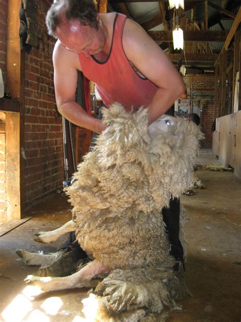 Sheep Shearing | Discover The Delights Of Peeling Back History