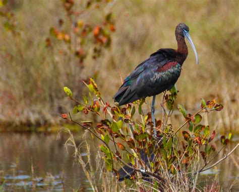 Cannundrums: Glossy Ibis