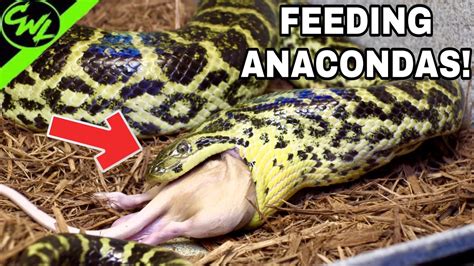 Feeding ALL MY ANACONDAS!!! - YouTube