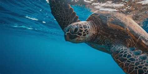 Why marine conservation is so important | GVI